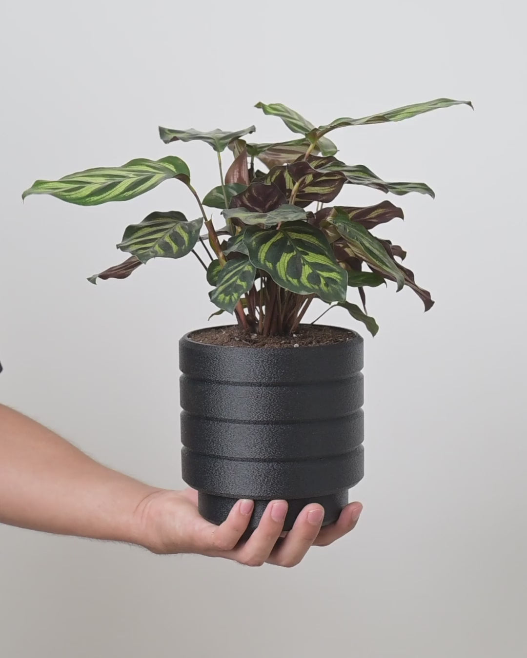 Video: hand holding a textured black KIMU pot with a plant